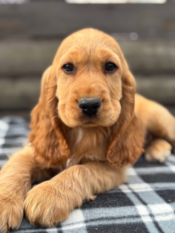 Albert-male-English-Cocker-Spaniel-puppy-for-sale-6-600x800