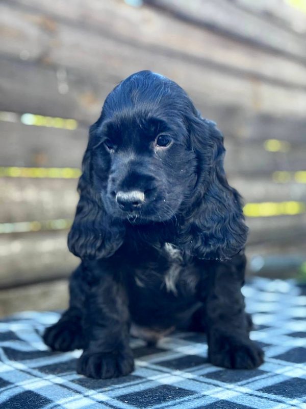 Baddy-male-English-Cocker-Spaniel-puppy-for-sale-3-600x800