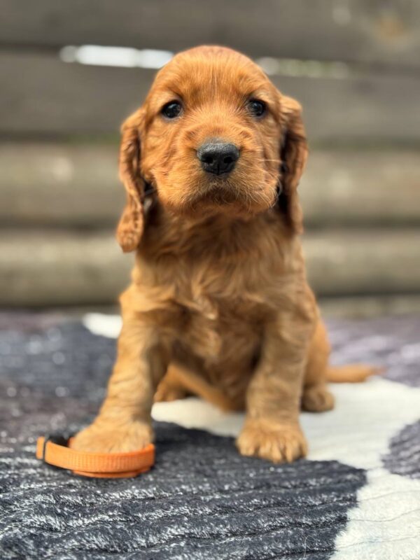 Cherie-female-English-Cocker-Spaniel-puppy-for-sale-4-600x800