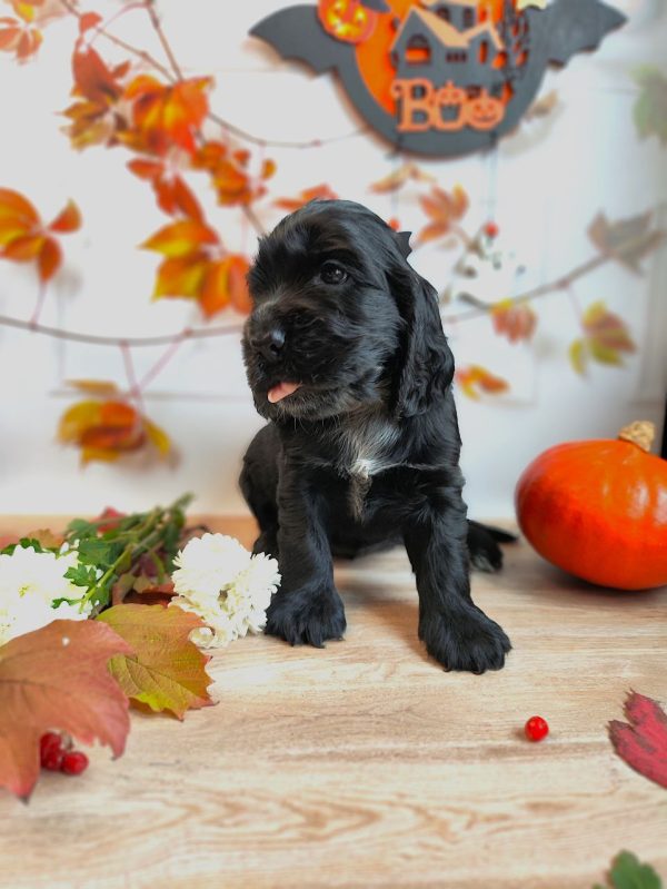 Fabiola-female-English-Cocker-Spaniel-puppy-for-sale-2-600x799