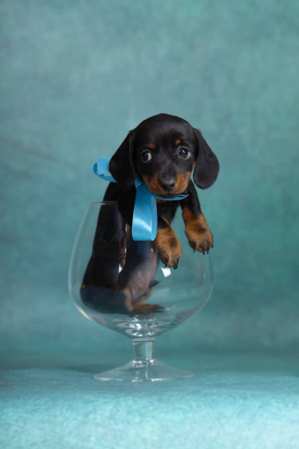Gergely-male-dachshund-puppy-for-sale-2-600x900