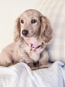 🐶 miniature-dachshund